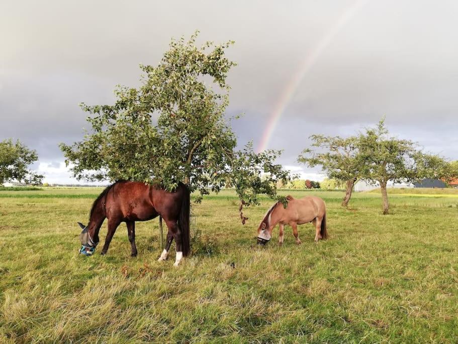 'T Winkeltje - Vakantiehuisje Op Boerderij Huize Blokland Hem المظهر الخارجي الصورة